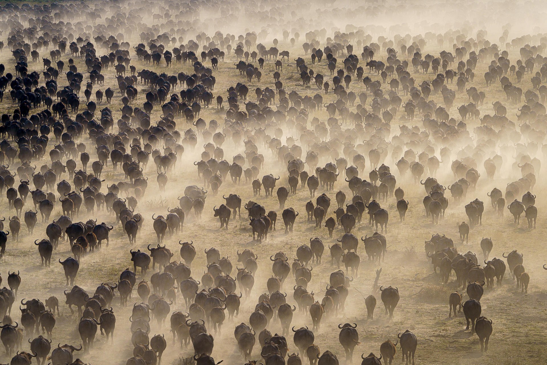 BW-Mokete-Wilderness Safaris-herd of wildebeest and buffalos.jpg