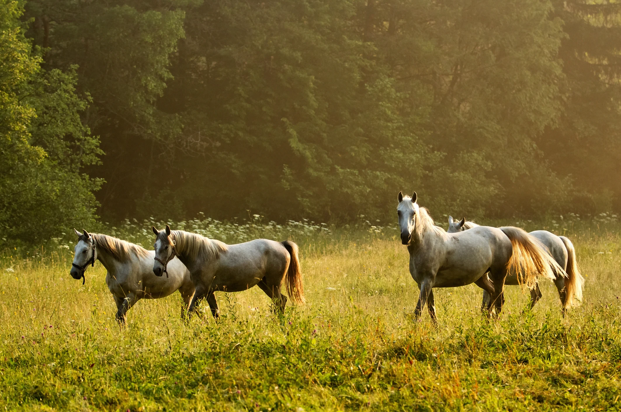 SI - horses.webp