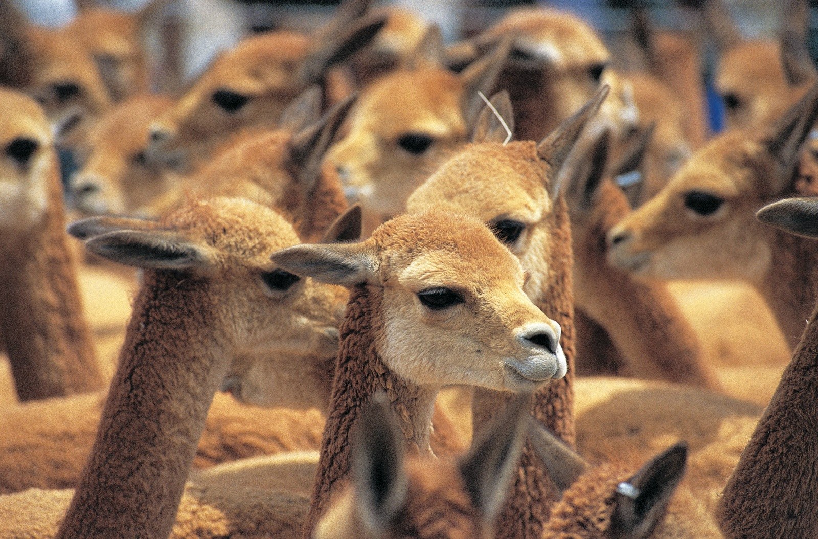PE-Arequipa-Fauna.jpg