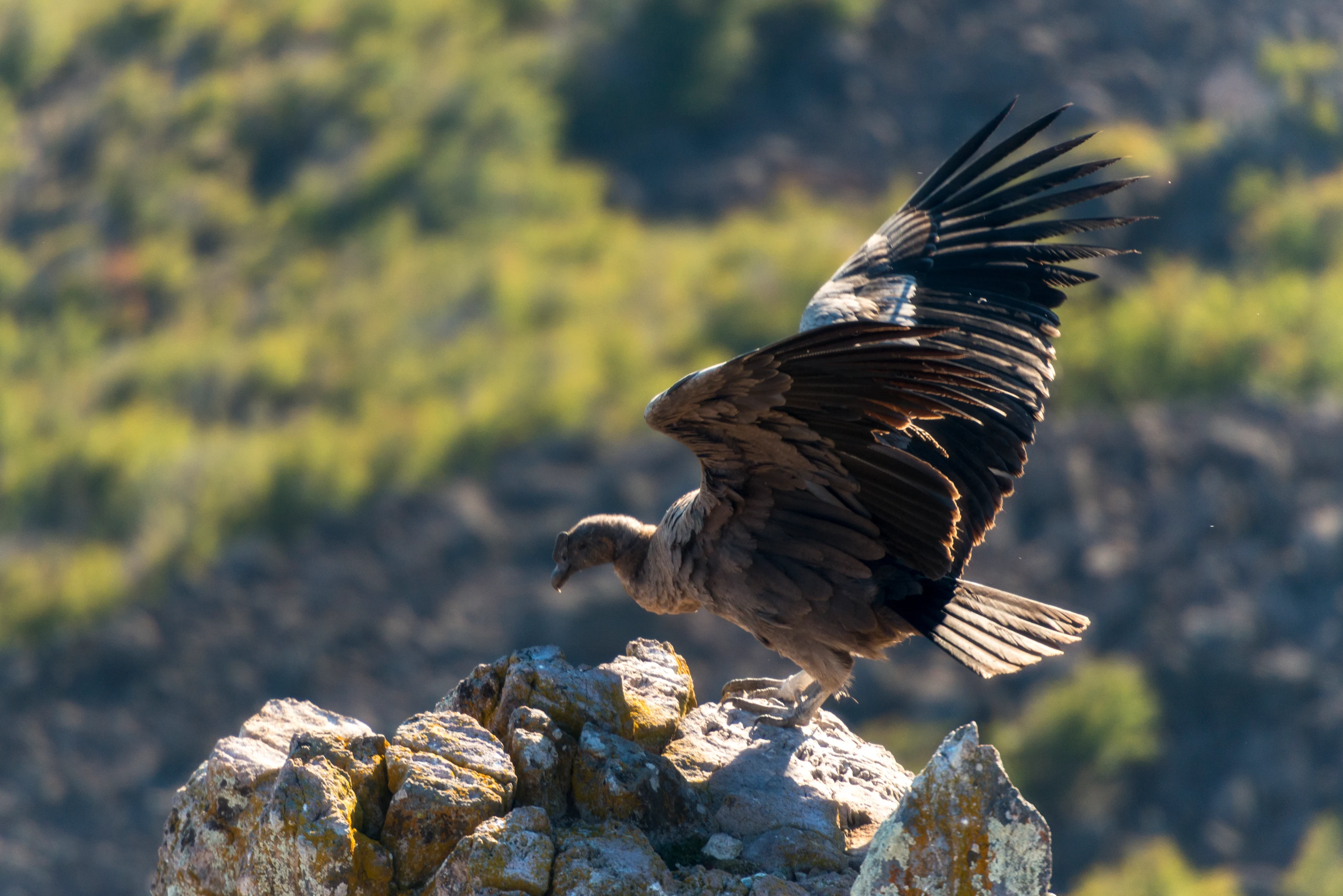CL - Aysen - Coyhaique condor uitzichtpunt.webp