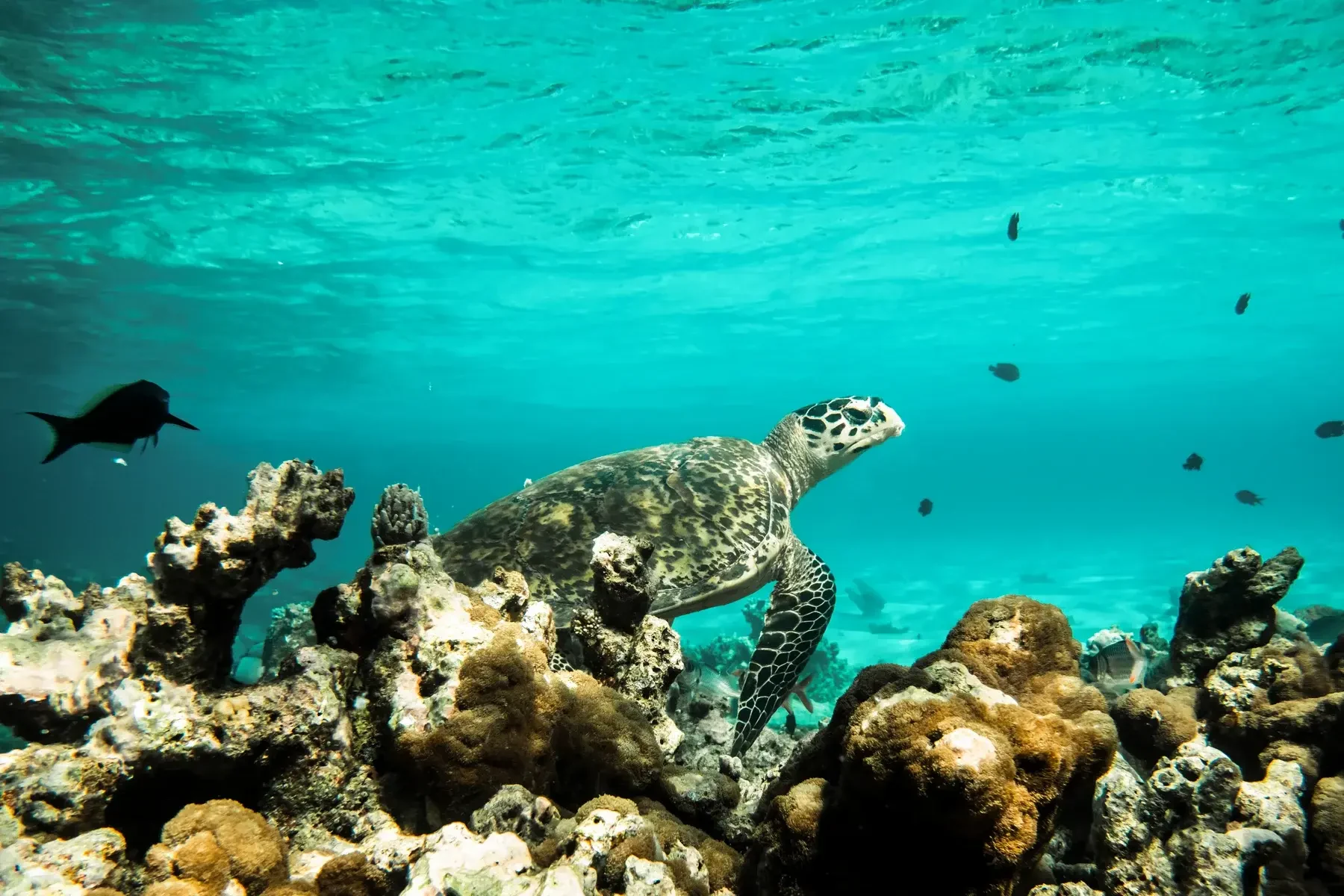 MV - Constance Moofushi - schildpad (1).webp