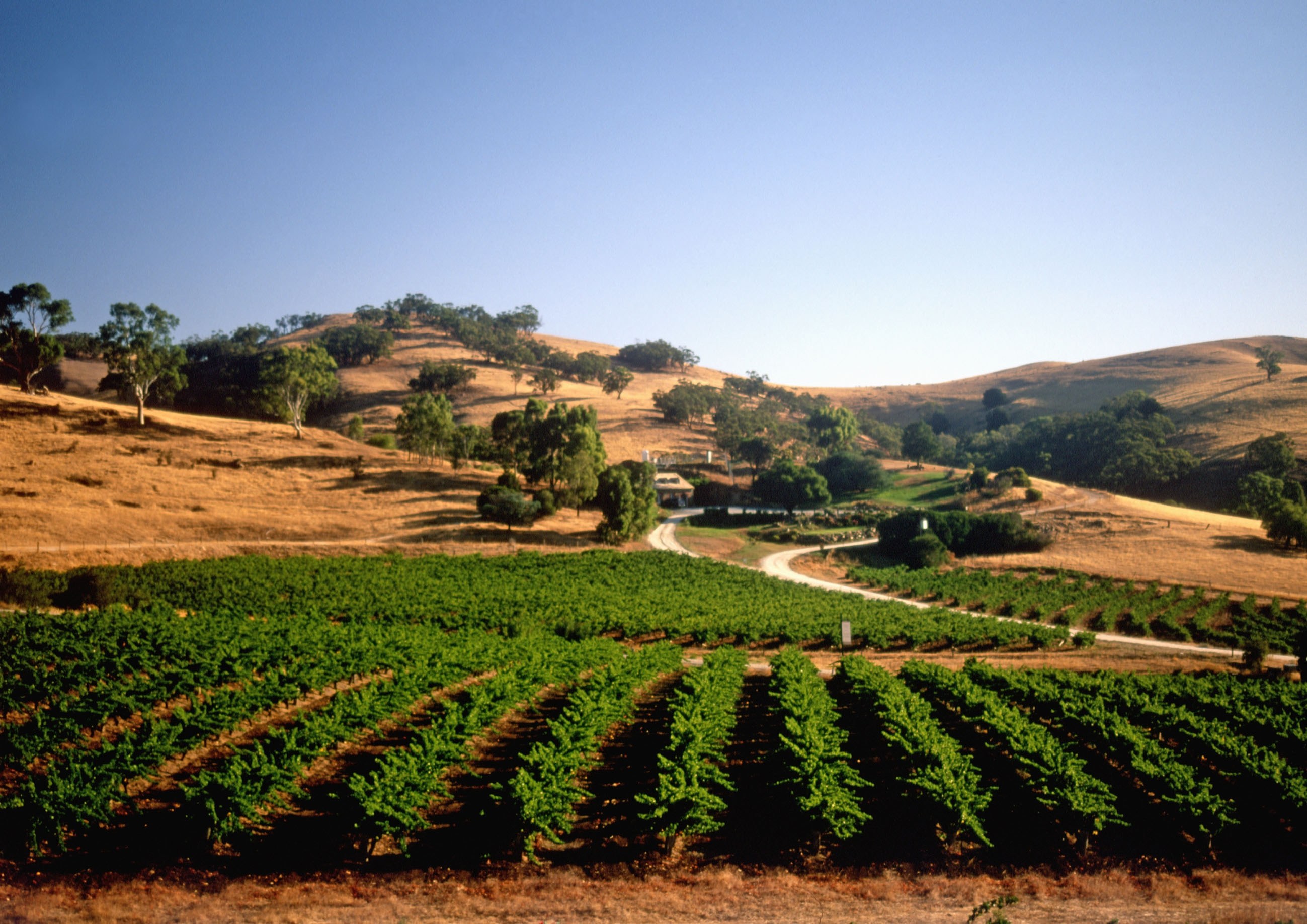 AU - Barossa Valley.JPG