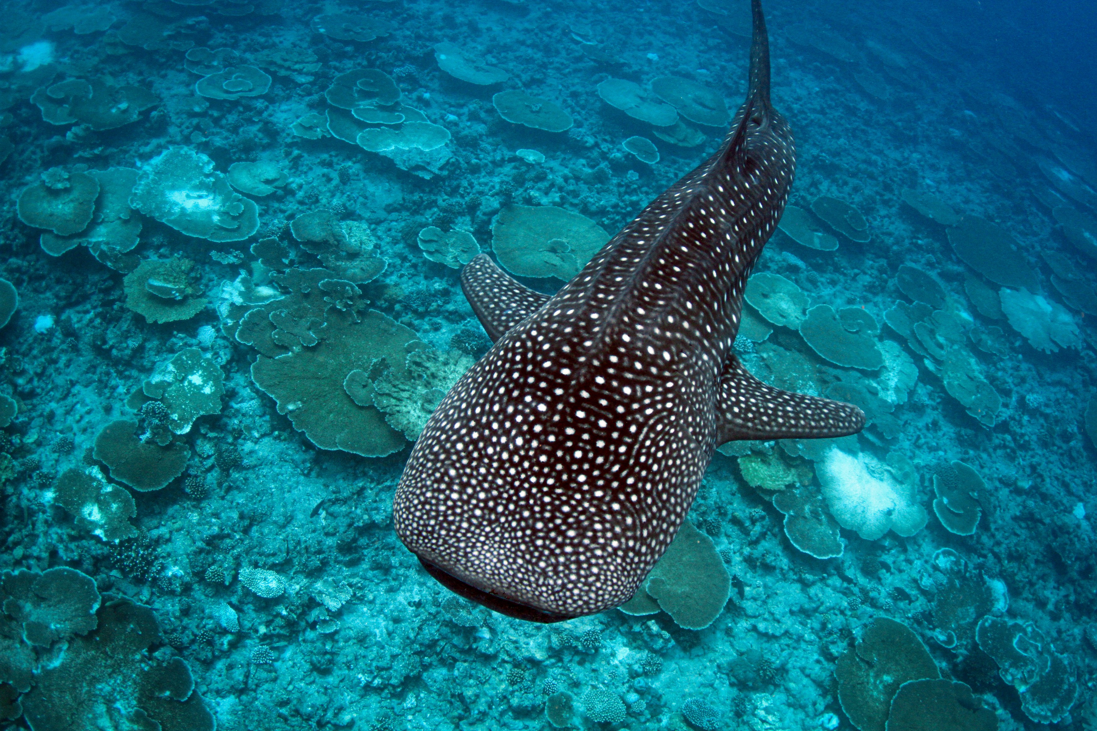 MV-Accommodatie-Conrad-Maldives-Rangali-Island-WhaleShark-Upper.jpg
