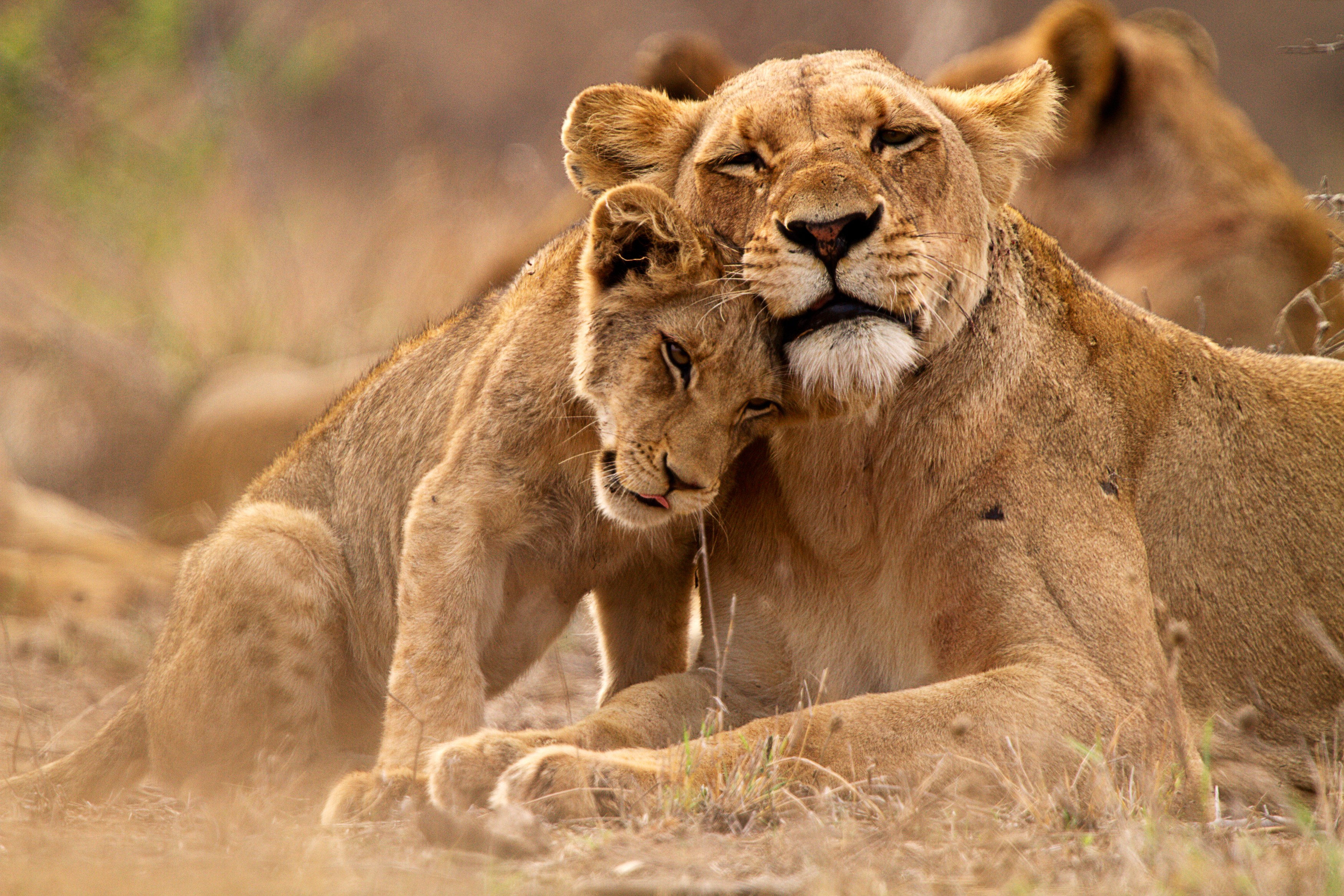 ZA-Shutterstock-Lion-Cub.jpg