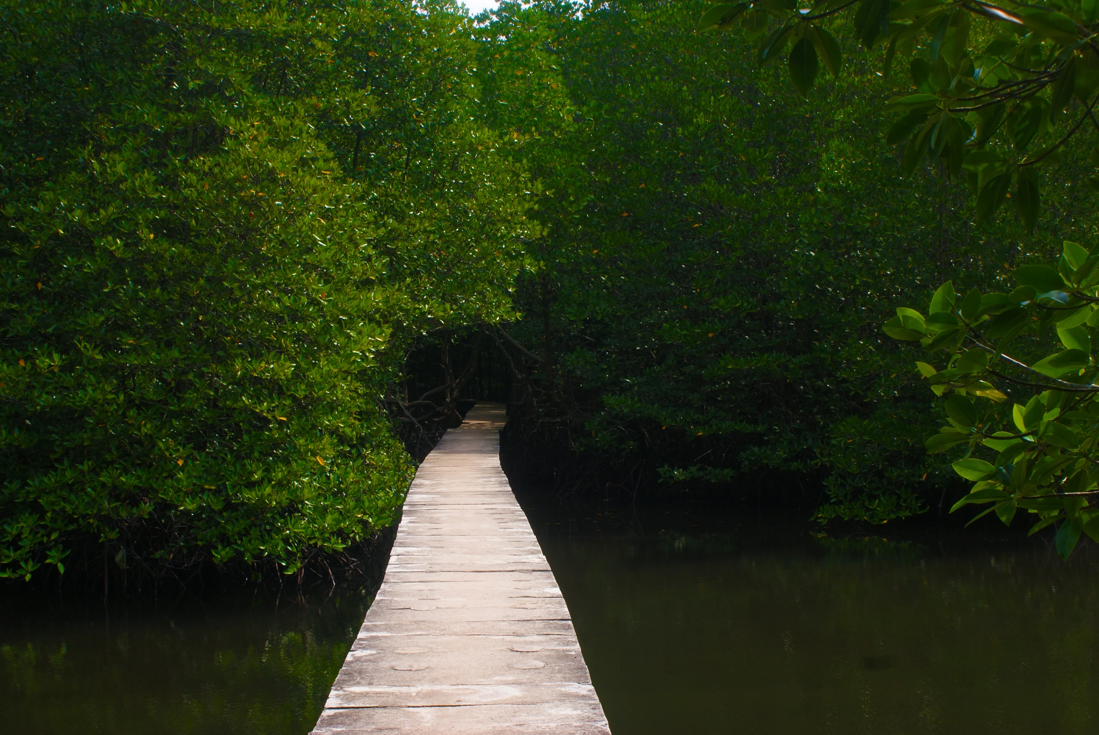 KH-Koh Kong Wetlands (2).webp