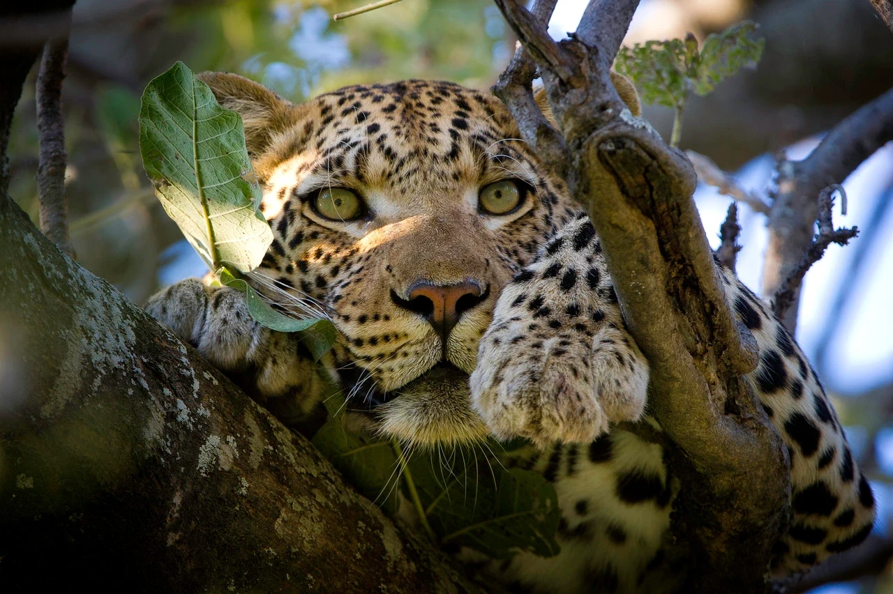 BW-Vumbura Plains-leopard.webp