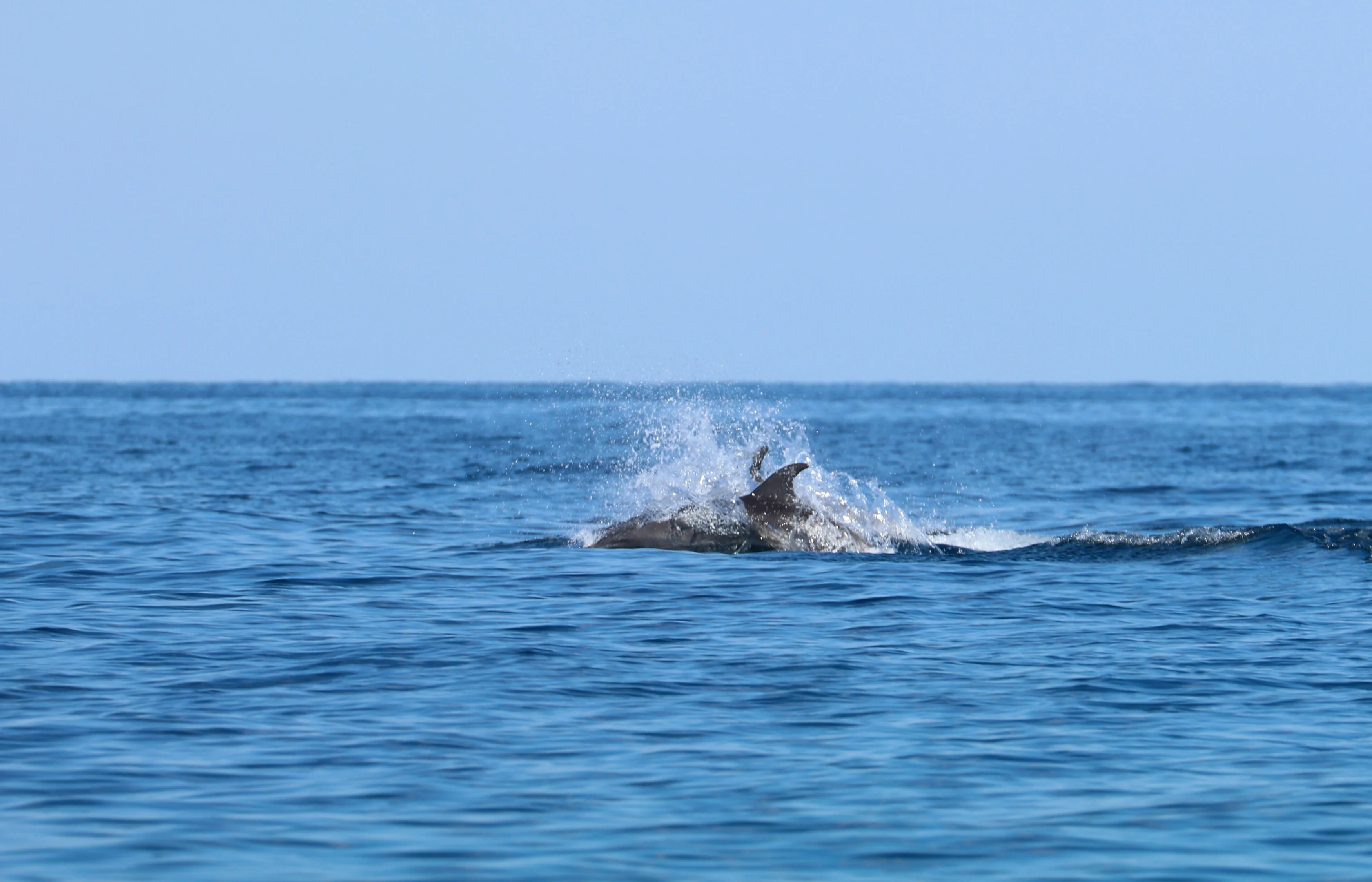 OM - Muscat - Dolphins 2.webp