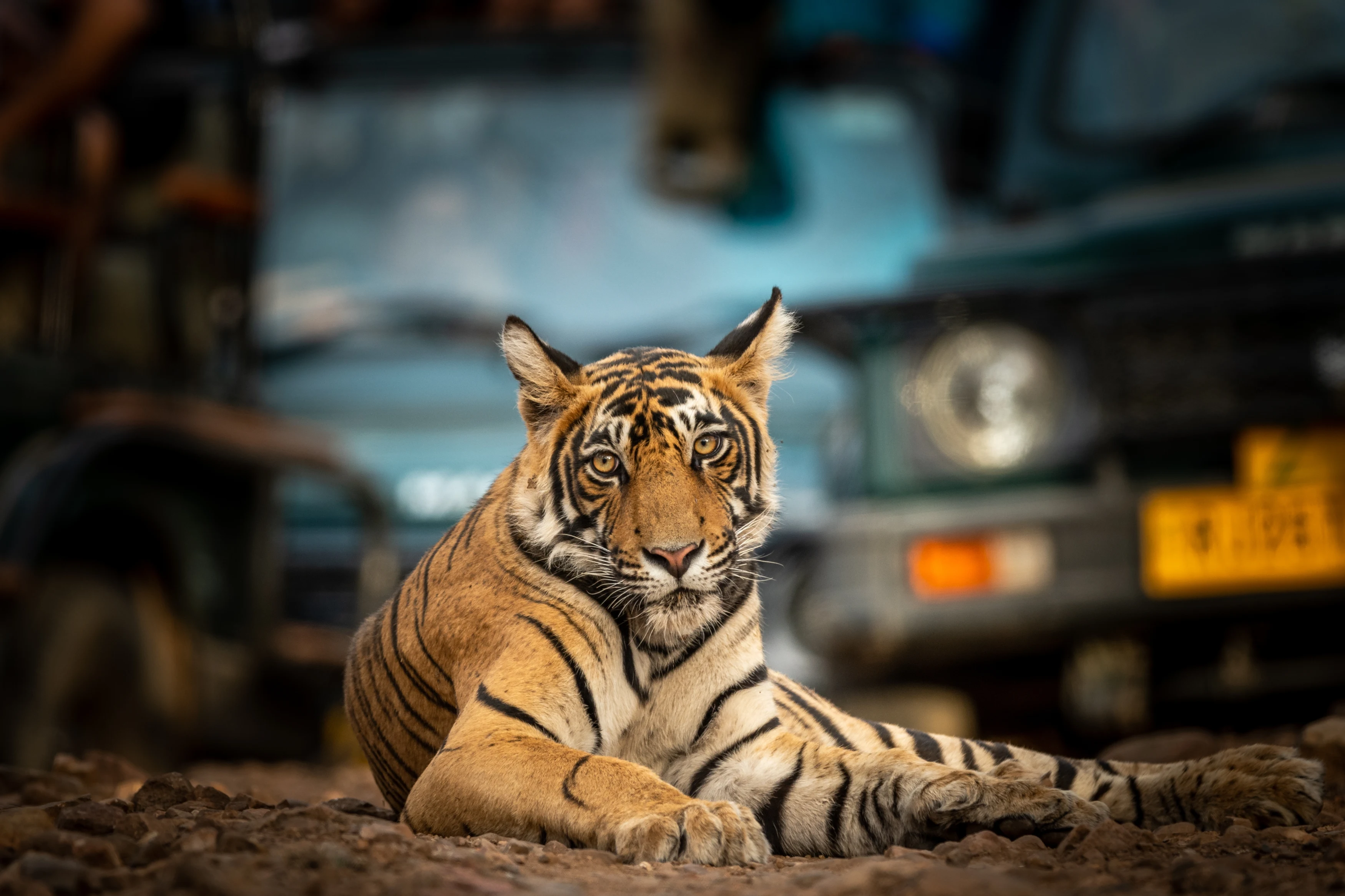 IN-Ranthambore National Park- Shutterstock (1).webp