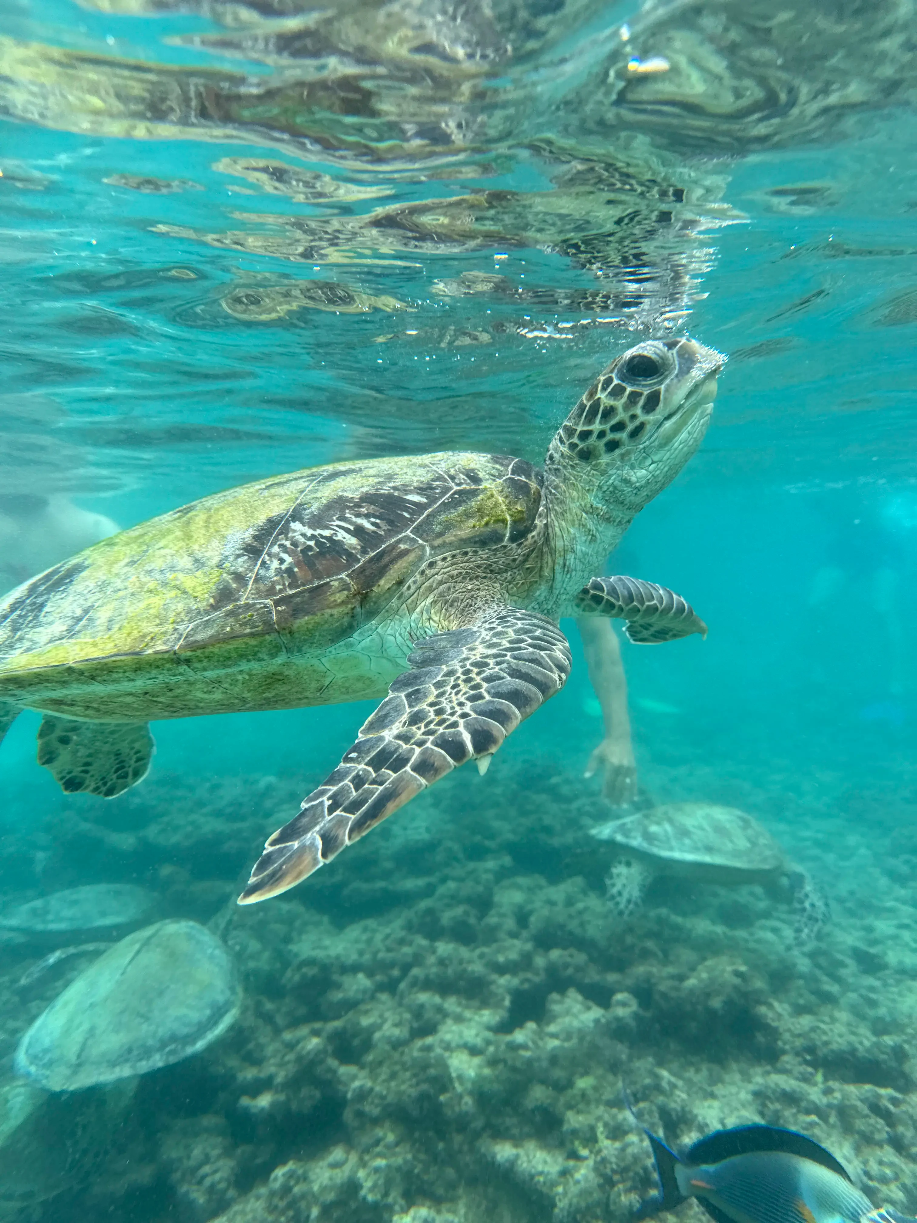 OM - Snorkeling (3).webp