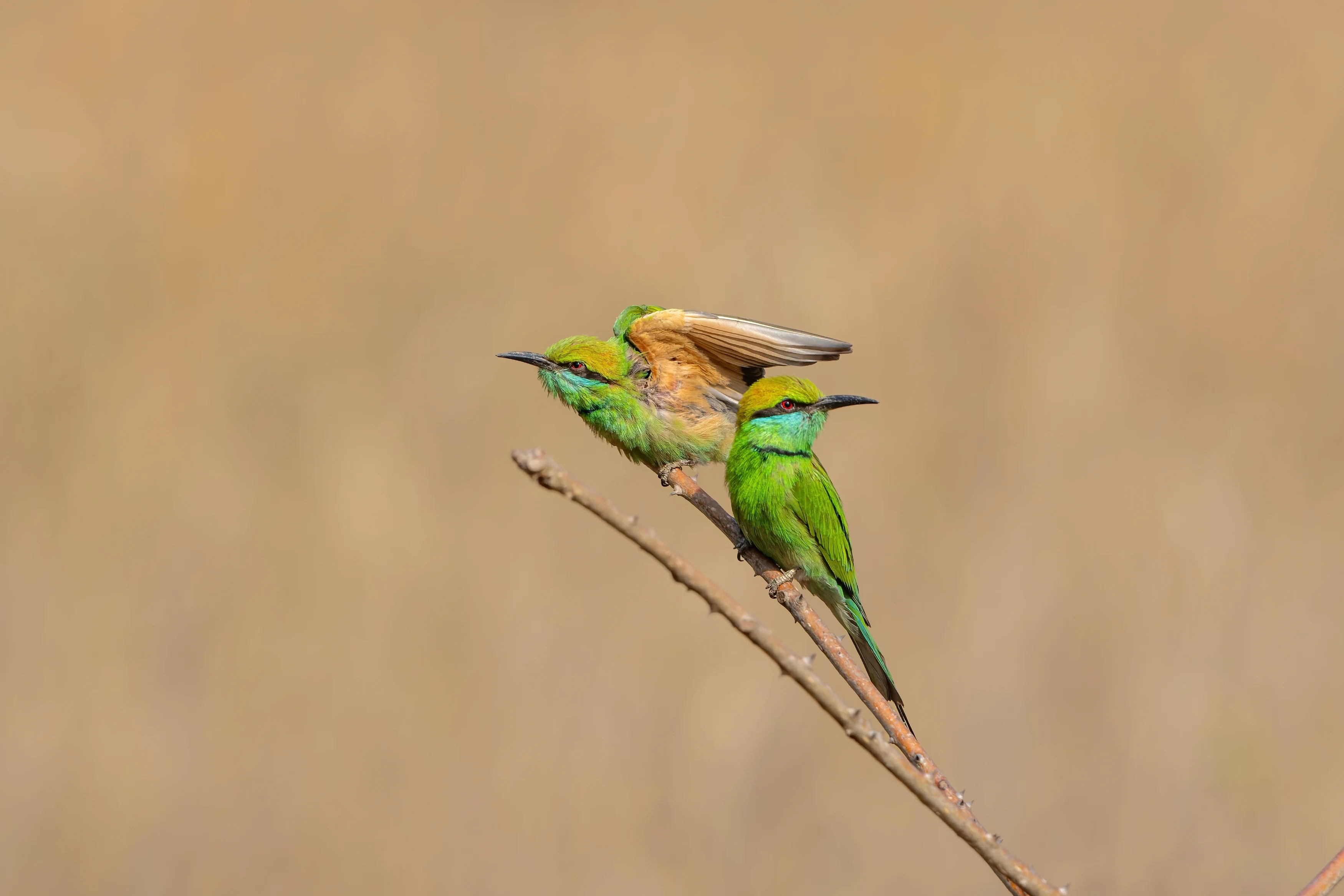 IN-Asian Green Bee Eater- Shutterstock.webp