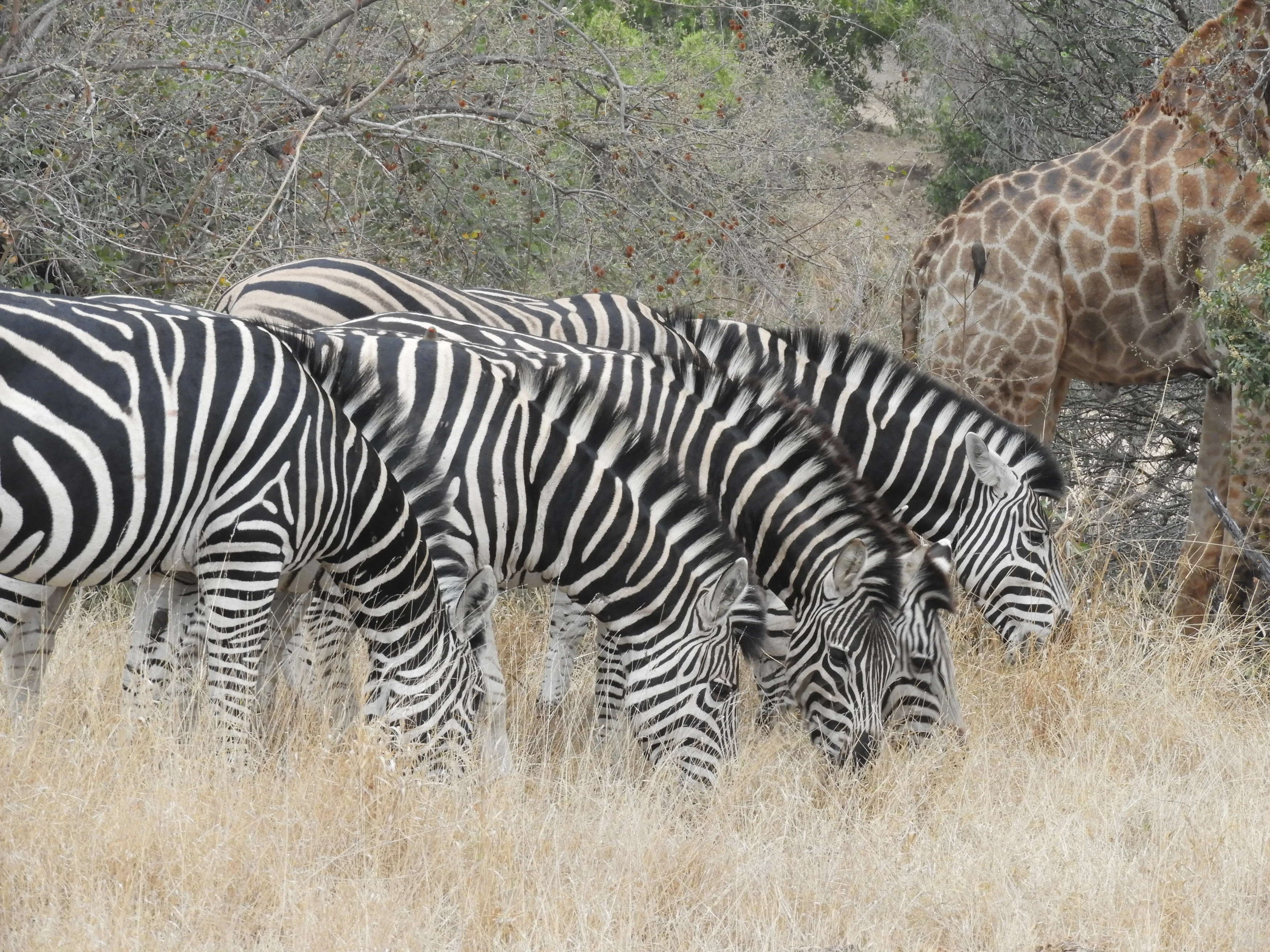 ZA-Greater Kruger 2025-Tanda Tula-zebra 2.webp