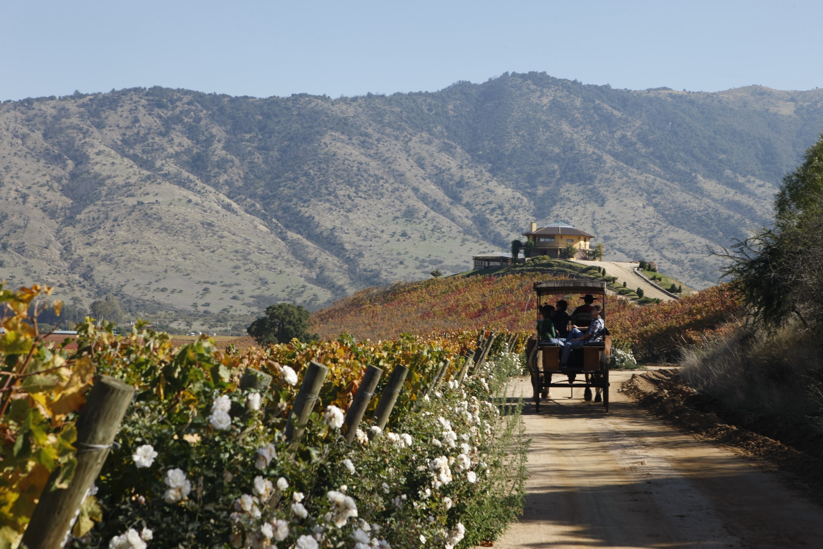 CL - Centraal Colchagua valley - vineyards horse and carriage (2).JPG