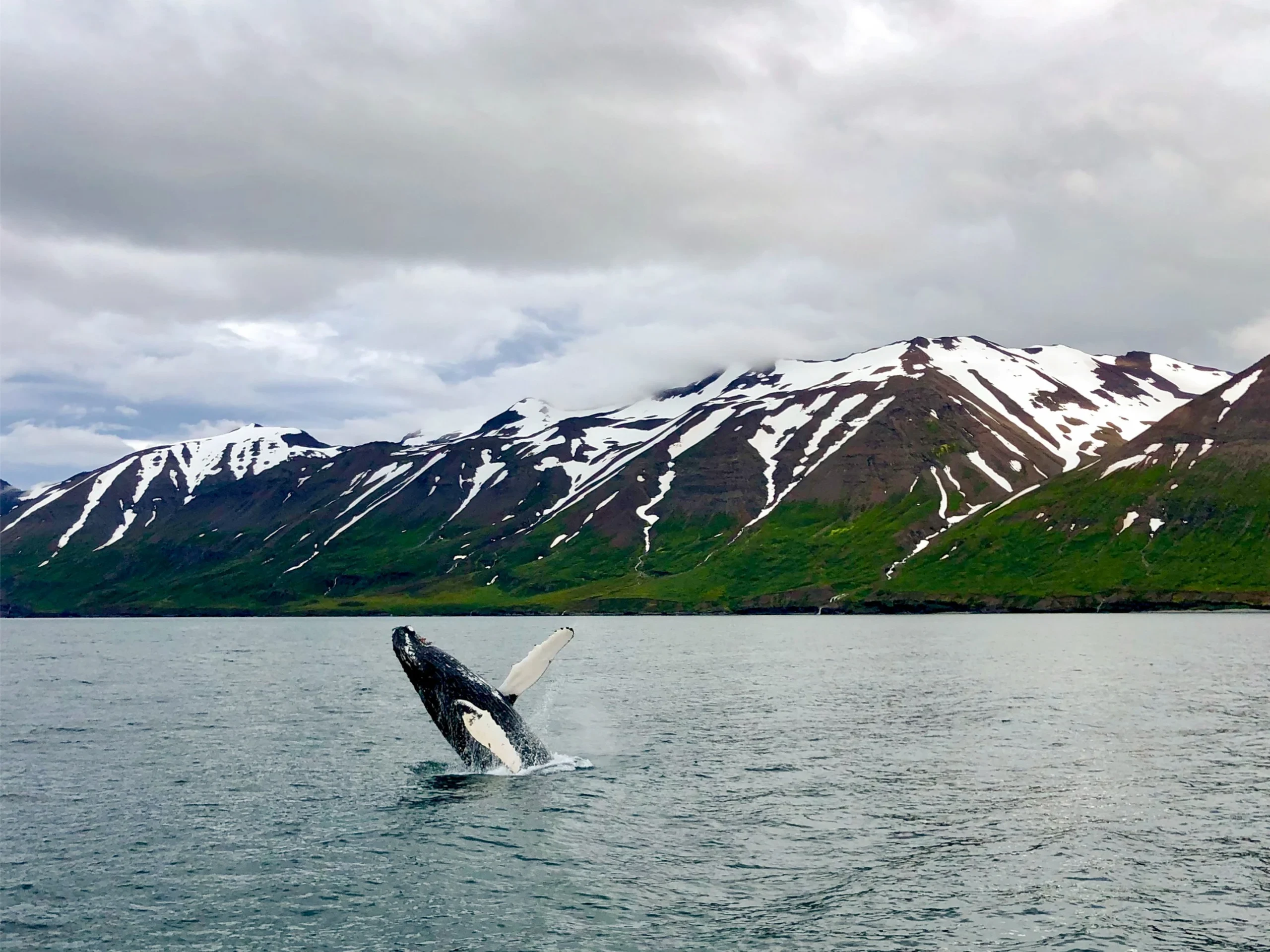 IS-Deplar-Whale.webp