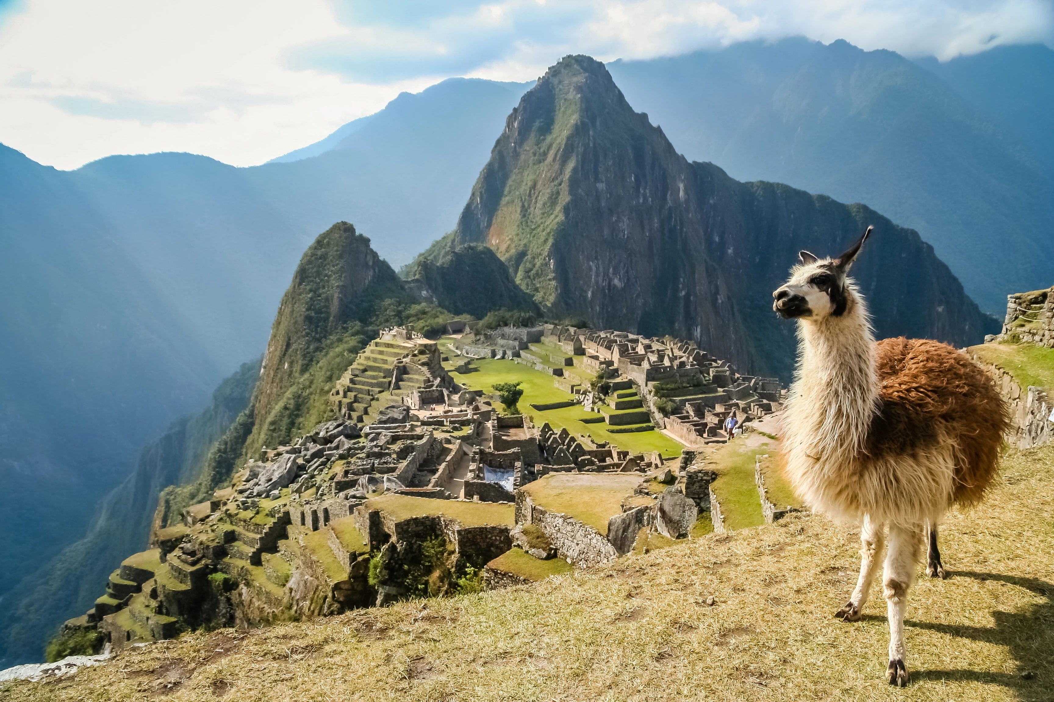 PE - Machu Picchu - Lama (2).webp