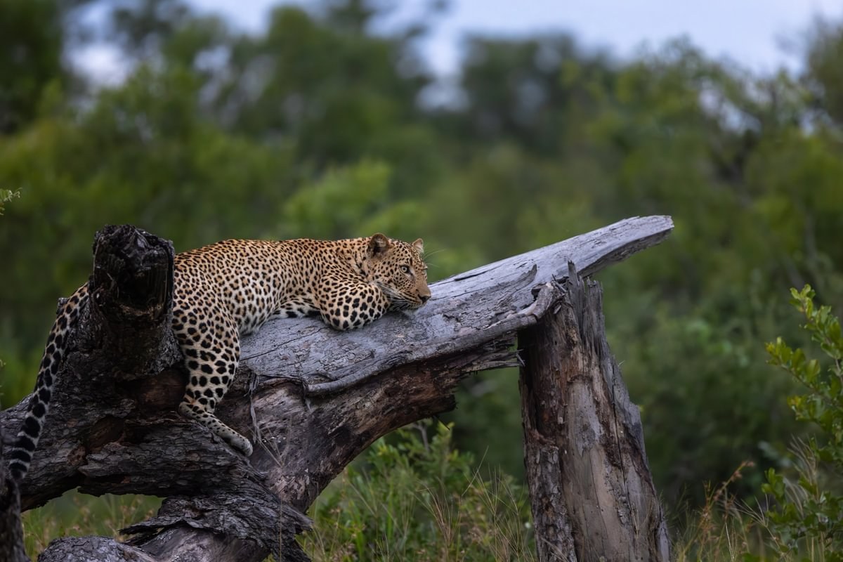 ZA-Inzalo Male Monwana59A7132-Enhanced-NR - Medium.jpg