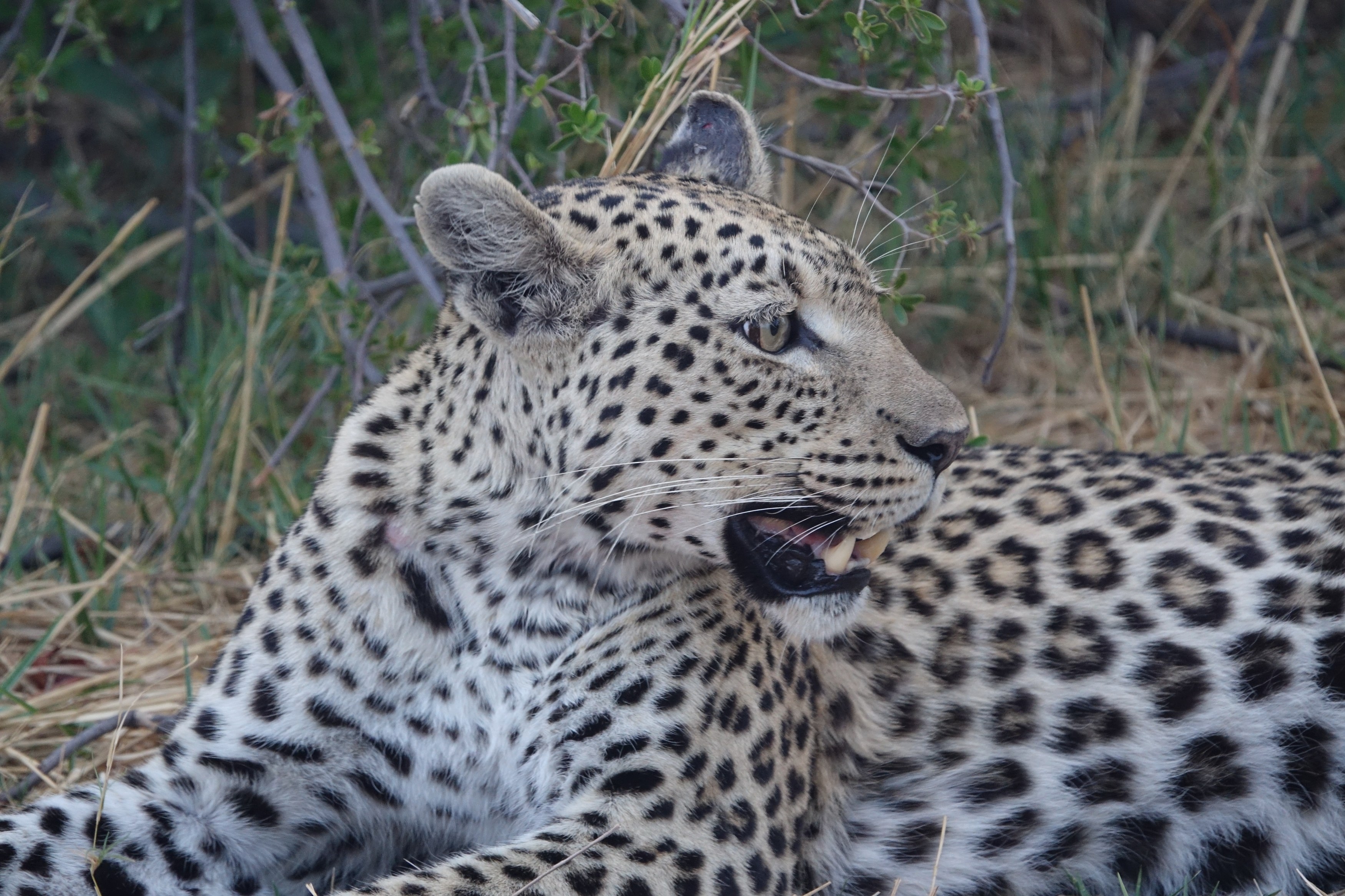 BW - Studiereis Evelyn - Tuludi gamedrive - luipaard - leopard  (2).JPG