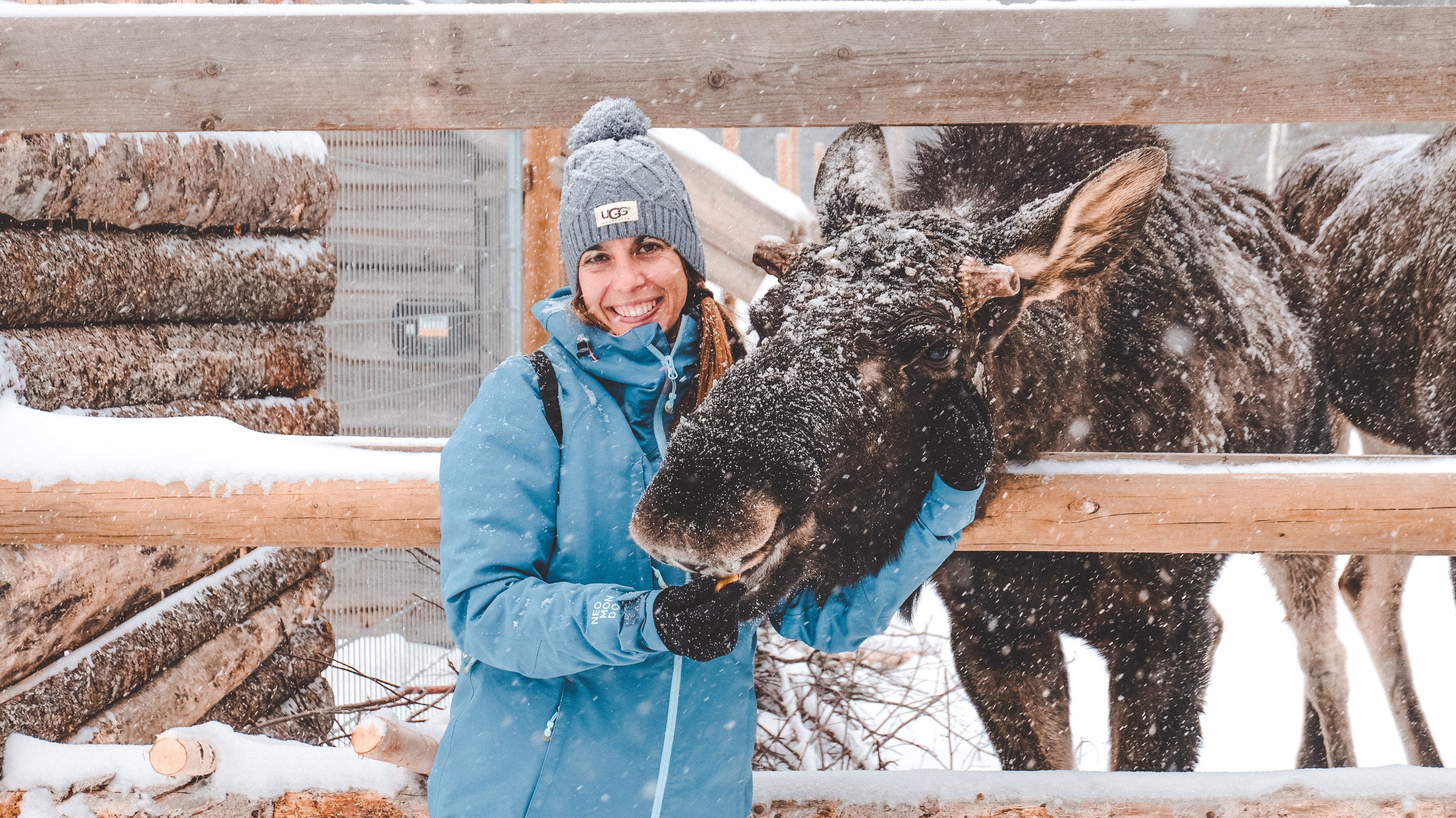 SE - Excursie - Meet a moose@GuideVenturous(1).jpg