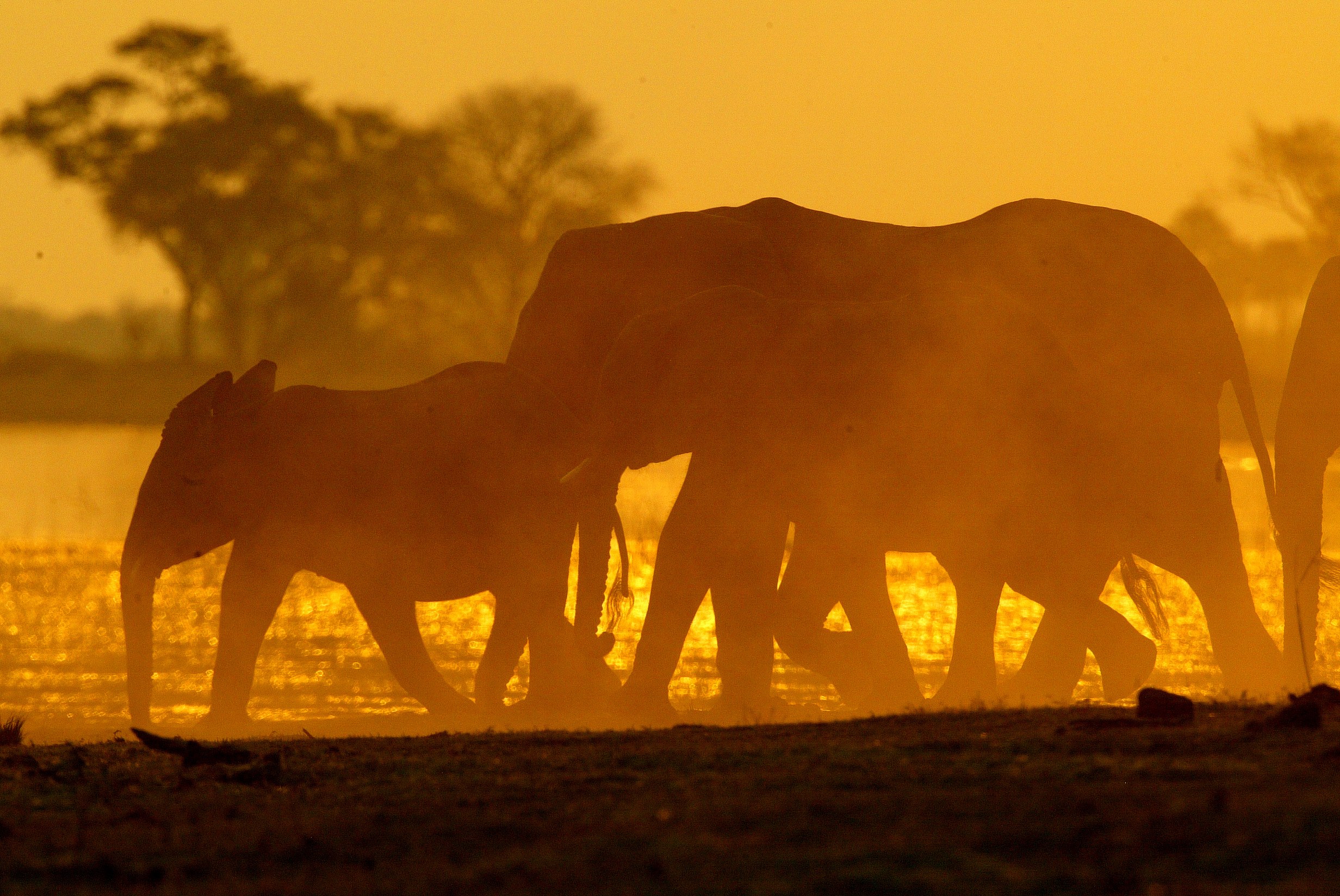 BW-Duma Tau- Elephants at Sunset.jpg