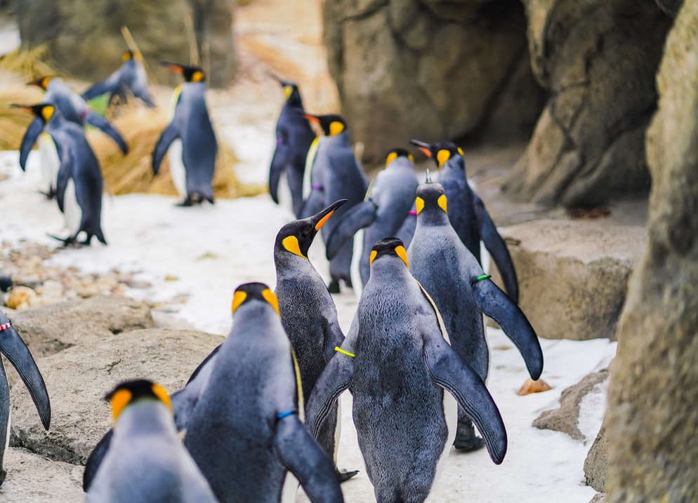 CL-Excursie-22253-King-penguin-colony-header-compressed.jpg